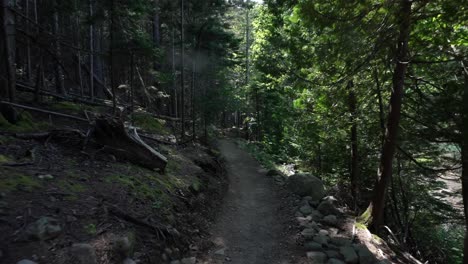 Trail-walk-POV-through-conifer-trees,-sunlight-rays-poke-through-tree-canopy