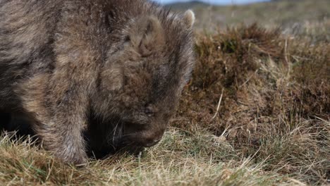 Tasmanian-wombat-eating-native-green-and-yellow-shrubs,-brown-furry-marsupial-australian-animal