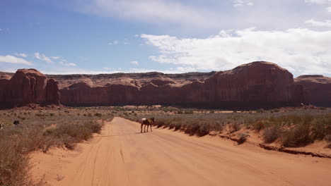 Horse-crossing-the-dirt-road-in-the-desert