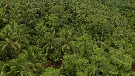Aerial-drone-shot-over-lush-rainforest-canopy-in-Bonifaciao,-Surigao-Del-Norte,-Philippines-on-a-cloudy-day