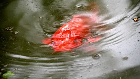 Bugs-fly-in-slow-motion-above-red-orange-koi-fish-searching-for-food-below-water-surface