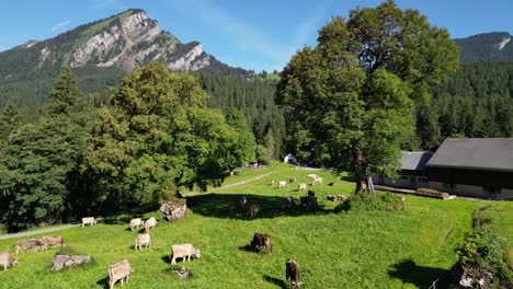 Fly-landing-in-agriculture-farm-growing-livestock-cow-for-milk-meat-fresh-product-by-local-people-living-in-rural-area-mountain-town-in-Switzerland-obersee-nafels-highlands-sunny-day-in-summer-season