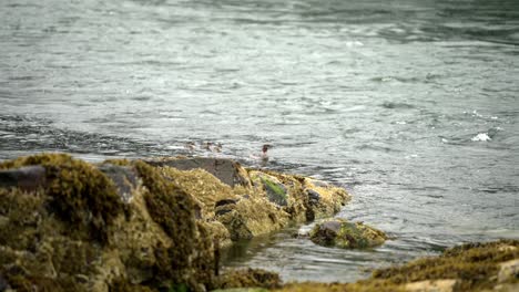 Mother-duck-and-ducklings-brave-rainy-day-swimming-upstream-against-current,-slow-motion