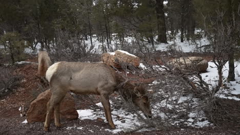 Female-elk-grazing-in-the-snowy-landscape