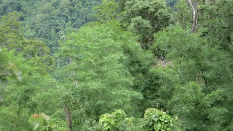 Eine-Waldaufnahme-Zeigt-Verschiedene-Arten-Von-Bäumen-Und-Bambus,-Die-Sich-Mit-Etwas-Wind-Bewegen