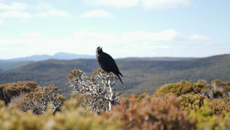 Stunning-black-currawong-bird-perched-on-white-post-with-yellow-foreground-and-mountain-range-as-background
