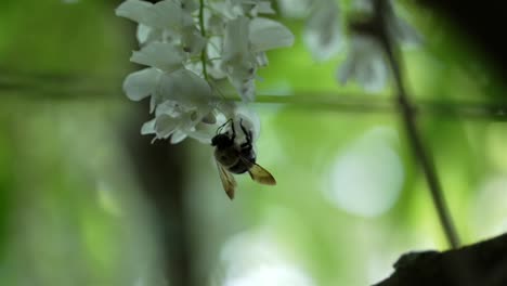 Bee-is-completely-upside-down-as-it-crawls-grasping-white-flowers-of-vertical-bundle,-green-bokeh-blurred-background