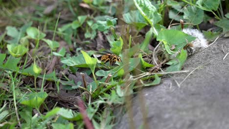 Telephoto-view-of-wasp-traversing-crawling-along-grassy-weeds-in-yard,-using-legs-to-move