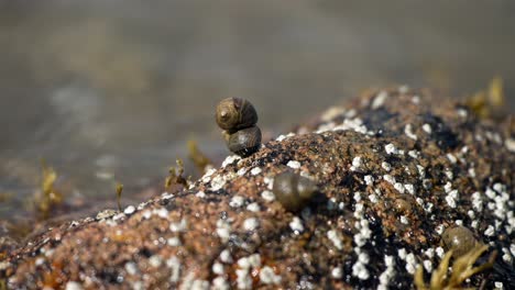 Closeup-of-two-sea-snail-limpets-stacked-on-each-other-in-intertidal-zone