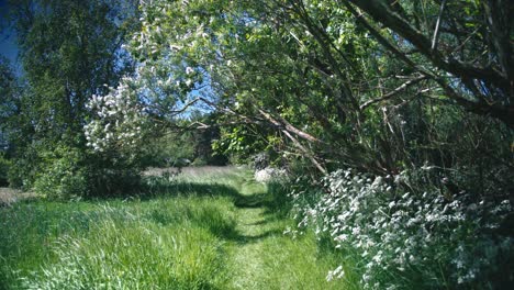 Spaziergang-Durch-Grüne-Wiesen:-Der-Schönheitsspaziergang-Des-Frühlings-In-Nordeuropa