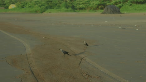Pájaros-Y-Perros-Paseando-Juntos-Por-La-Playa