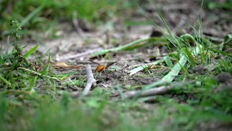 Rear-view-of-bright-orange-and-yellow-banded-wasp-on-dirt-patch-surrounded-by-grass