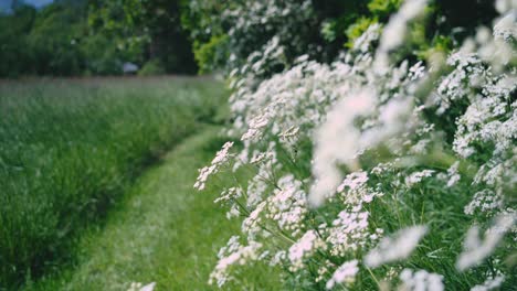 Wild-Beauty-During-Spring:-Glistening-White-Flowers-Amidst-Green
