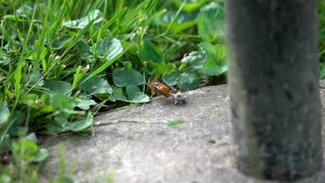 Wasp-sits-on-concrete-platform,-rear-view-of-behind-as-it-sense-nature-and-environment-around-it