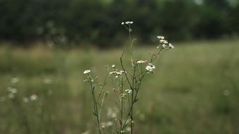Natural-flowers-in-prairie-nature