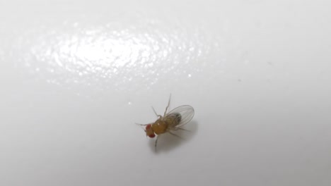 Top-down-fruit-fly-on-clean-white-plastic-surface,-walking-around-exploring