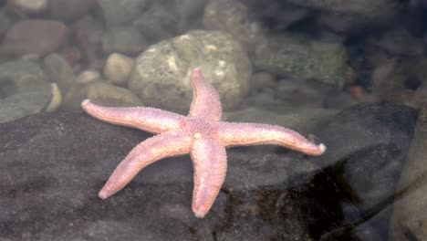 Pink-and-white-starfish-is-brushed-slowly-across-large-rock-in-clear-water-tidepool