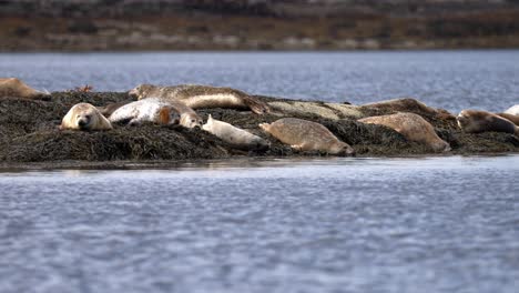 Large-herd-of-seals-group-together-relaxing-and-laying-down-on-kelp-covered-rock,-flopping-around