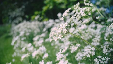 Wilde-Weiße-Blumen-Aus-Jütland---Gift-Hemlocktanne-Oder-Königin-Anne-Spitze-Im-Verträumten-Bokeh-Fokus