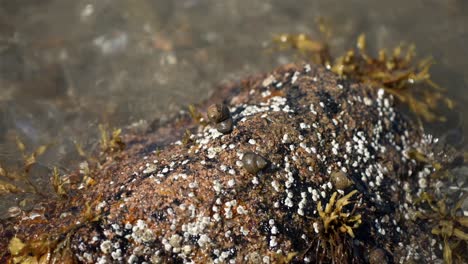Snails-latched-on-to-barnacle-covered-rock-in-tide-pool-area-with-kelp-bunches