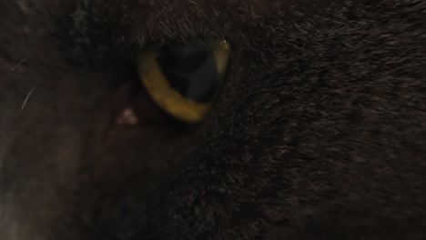 Nahaufnahme-Eines-Katzenauges-Mit-Gelb-oranger-Färbung-Um-Die-Pupille-Einer-Schwarzen-Katze