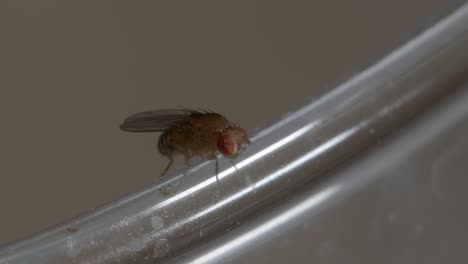 Macro-closeup-of-fruitfly-rubbing-legs-cleaning-particles-and-walking-on-glass-cup-edge