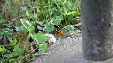 Profilrückansicht-Der-Vibrierenden-Wespenflügel-Bei-Der-Untersuchung-Der-Vegetativen-Bodenbedeckung