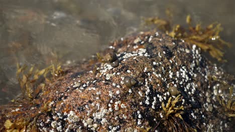 Top-down-view-of-sea-snails-latched-onto-rock-in-intertidal-zone,-slow-motion-water-waves-around