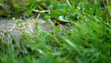 View-from-behind-of-wasp-fluttering-wings-quickly-vibrating-as-it-explores-grass-and-weeds