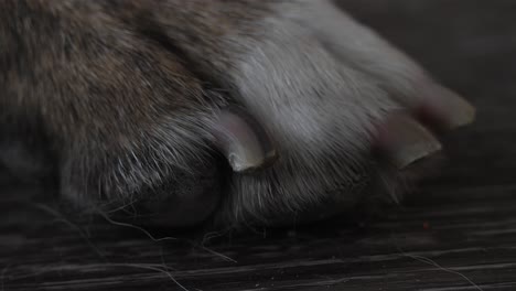 Closeup-of-dog-paw-vibrating-and-moving,-clean-cut-nails
