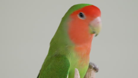Close-up-of-Rosy-faced-Lovebird-or-Rosy-collared-or-Peach-Faced-Lovebird-on-Grey-Studio-Background