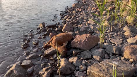 Dead-Roe-Deer-lays-on-a-rocky-beach-close-to-the-waterline