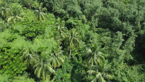 Aerial-view-sort-of-deep-green-jungle-or-forest
