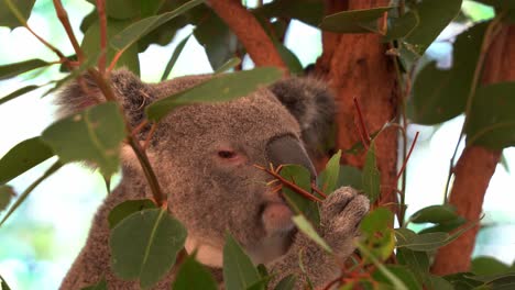 Close-up-head-shot-of-a-little-fussy-eater,-cute-koala,-phascolarctos-cinereus-perched-on-the-tree,-delicately-sniffed-and-picked-at-the-eucalyptus-leaves-before-eating-the-selected-foliage