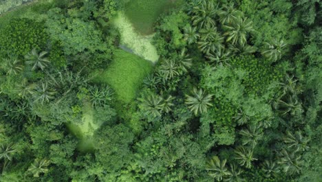 Aerial-view-sort-of-deep-green-forest
