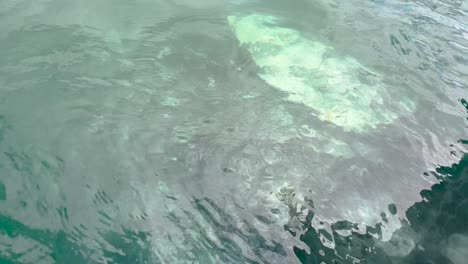 Nahaufnahme-Eines-Grauwals-In-Der-Nähe-Des-Bootes-In-Guerrero-Negro-Baja-California-Sur-Mexiko-Während-Einer-Walbeobachtungstour