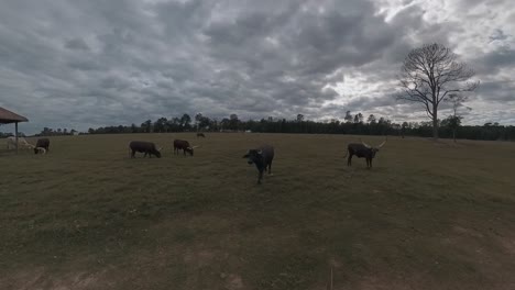 Ankole-Watusi-cows-and-a-water-buffalo-on-a-ranch