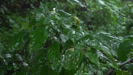 In-Der-Regenzeit-Kommt-Es-In-Ostindien-Zu-Heftigen-Regenfällen