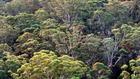 Eine-Gruppe-Von-Bäumen,-Die-Zusammen-Im-Wald-Stehen,-Luftaufnahme,-Australischer-Tonalismus