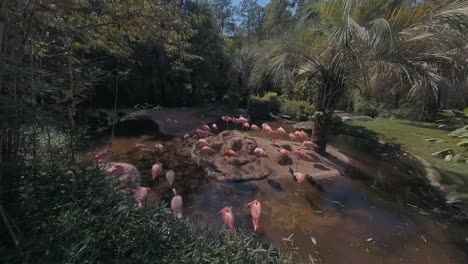 Pink-flock-of-flamingos-in-a-pond