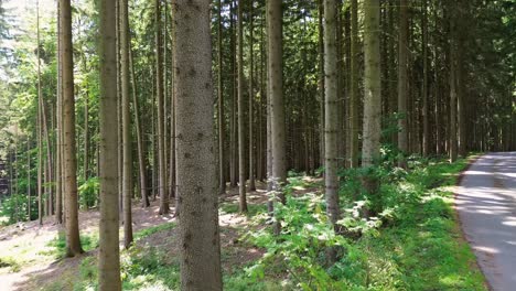 Fliegen-Sie-Dicht-Zwischen-Den-Bäumen-Im-Wald-Von-Der-Straße-Bis-Zum-Tiefen-Wald