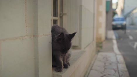 Schwarze-Katze-Sitzt-Auf-Der-Fensterbank-Und-Schaut-Zu-Und-Springt-Weg