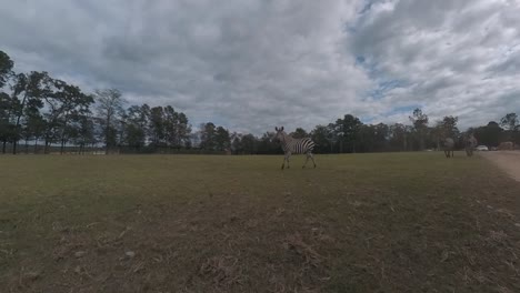 Vorbeifahren-An-Zebras-In-Einem-Wildgehege