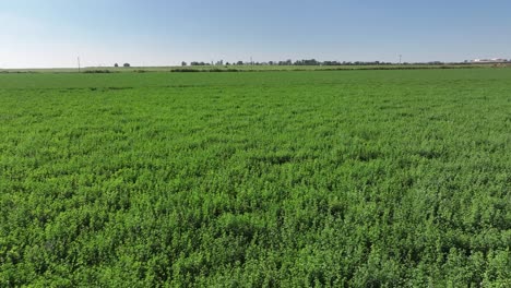 4K-drone-flight-over-a-lush-field-of-alfalfa-hay-ready-for-cutting