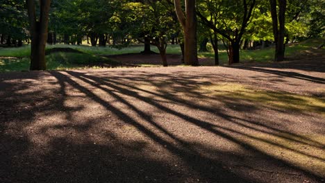 long-tree-shadow-in-a-park-path