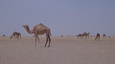 A-caravan-of-Camels-grazing-in-the-desert-A-herd-of-camels-eating-grass-and-moving-around-in-the-desert