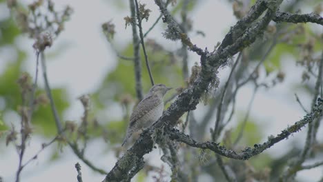 Eurasian-wryneck-sitting-on-oak-tree-branch