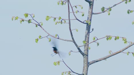 Common-redstart-sitting-on-tree,-poles-and-catching-flies