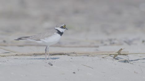 Little-ringed-plover-wader-bird-at-sea-shore-looking-for-food,-eating,-running