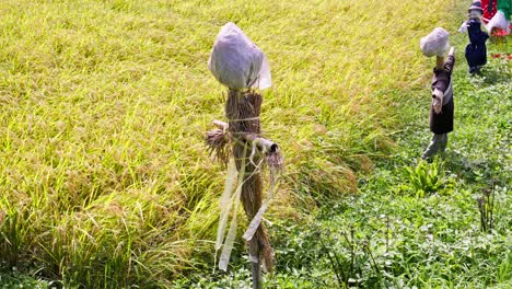 scarecrow-in-rice-field-Japanese-style